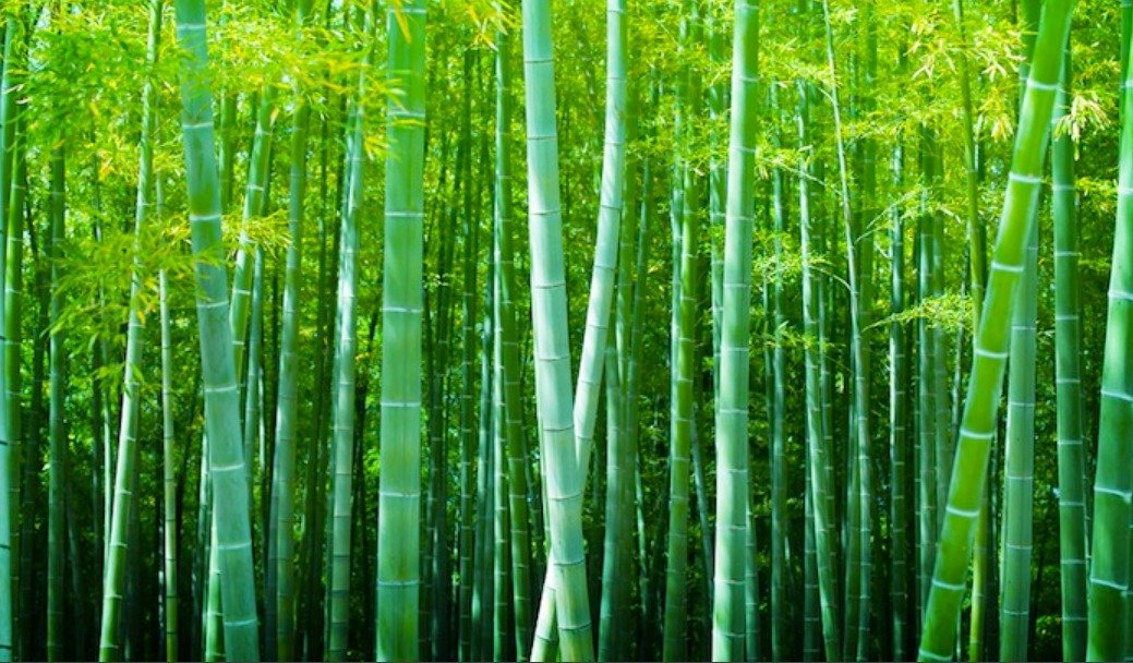 Bamboo Sapling - Katingaa -  - 